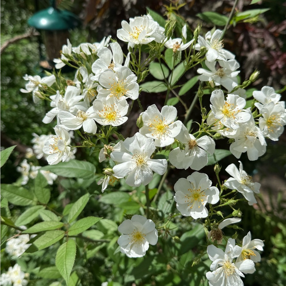 White Floral Arrangement